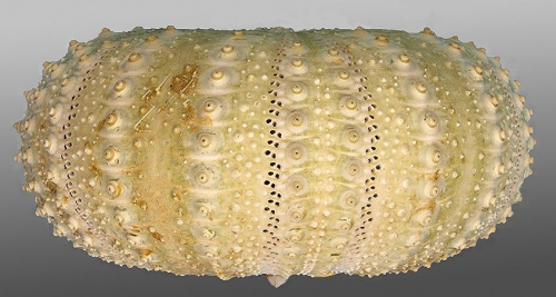 Centrostephanus asteriscus (lateral)