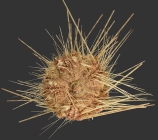 Centrostephanus asteriscus (aboral)