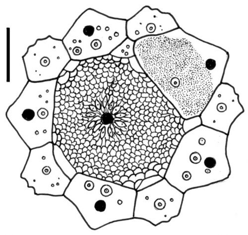 Centrostephanus coronatus (apical system)