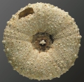 Echinodermata (echinoderms)