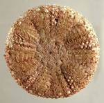 Chaetodiadema pallidum (aboral)