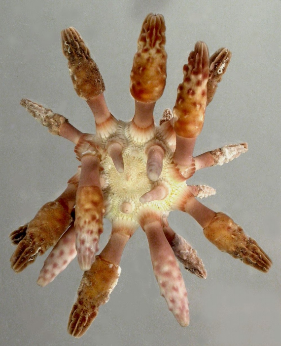 Chondrocidaris brevispina (aboral)