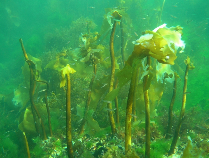 Laminaria ochroleuca