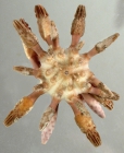Chondrocidaris brevispina (oral)