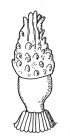 Chondrocidaris brevispina (primary spine)