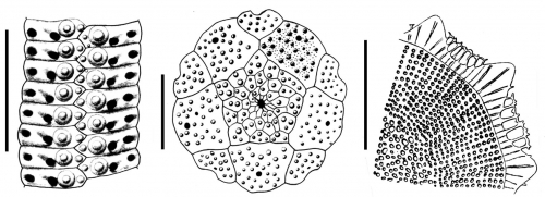 Cidaris nuda (ambularal plates, apical disc and spine cross section)