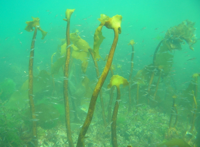 Laminaria ochroleuca