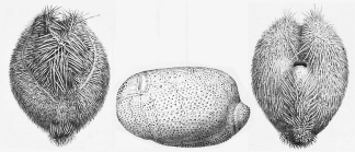 Cionobrissus revinctus (Challenger Expedition)