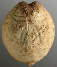 Cionobrissus revinctus (aboral)