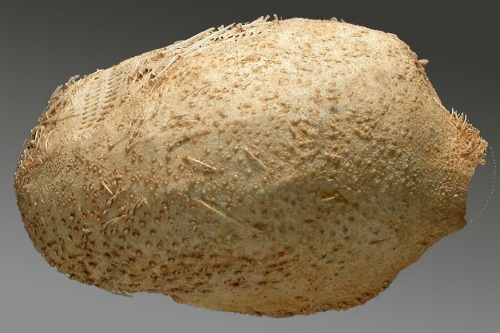 Cionobrissus revinctus (lateral)