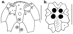 Cionobrissus revinctus (labrum + apical system)