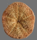 Clypeaster annandalei (oral)