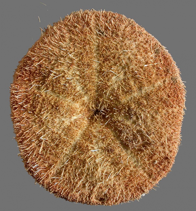 Clypeaster annandalei (oral) Clypeaster annandalei (oral)