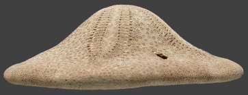 Clypeaster annandalei (test, lateral)