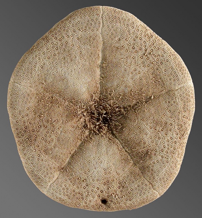 Clypeaster annandalei (oral) Clypeaster annandalei (oral)