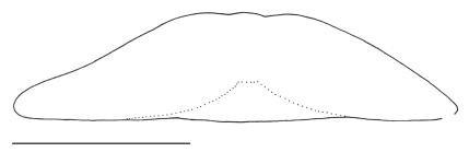Clypeaster australasiae (test, profile)