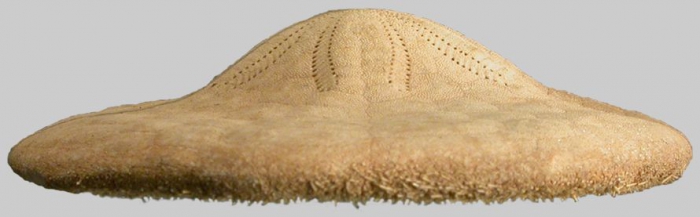 Clypeaster cyclopilus (lateral) Clypeaster cyclopilus (lateral)