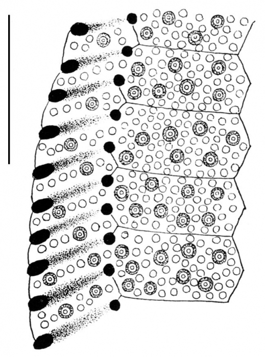 Clypeaster cyclopilus (part of petal)