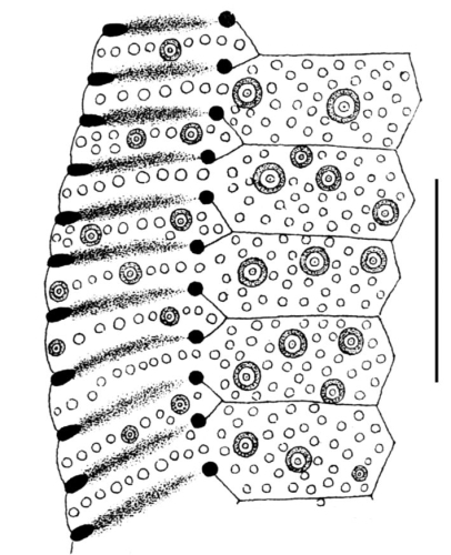 Clypeaster lamprus (part of petal)