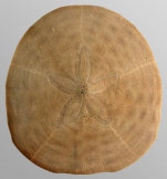 Clypeaster latissimus (aboral)