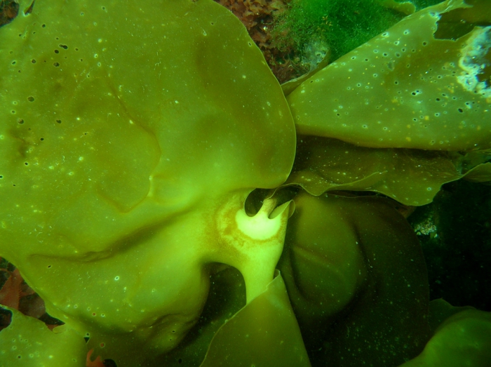 Laminaria ochroleuca