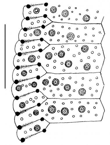 Clypeaster miniaceus (part of petal)