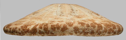 Clypeaster ochrus (test, lateral)