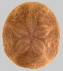 Clypeaster rangianus (aboral)