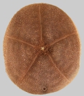 Clypeaster rangianus (oral)