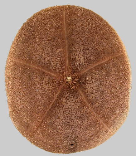 Clypeaster rangianus (oral)