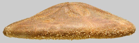 Clypeaster rangianus (lateral)