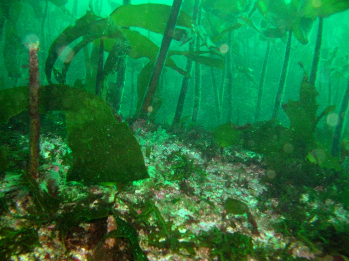Laminaria ochroleuca Laminaria ochroleuca