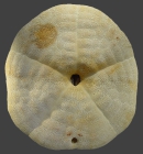 Clypeaster rangianus (test, oral)