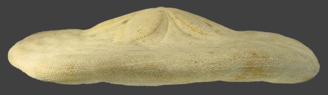 Clypeaster rangianus (test, lateral)
