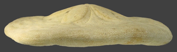 Clypeaster rangianus (test, lateral)