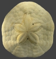 Echinodermata (echinoderms)