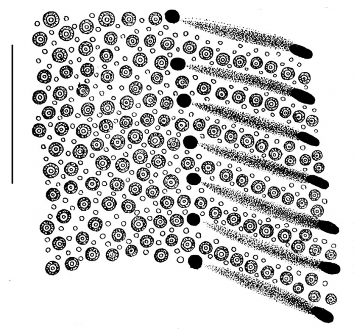 Clypeaster telurus (part of petal)