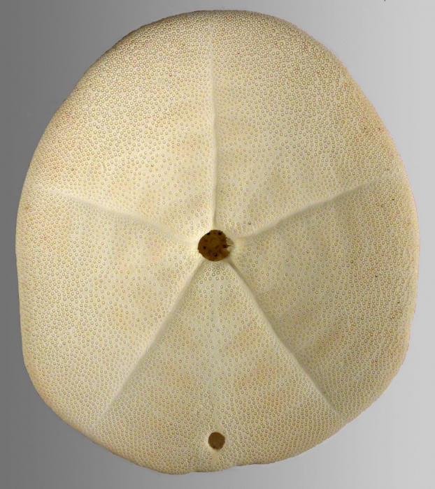 Clypeaster telurus (test, oral) Clypeaster telurus (test, oral)
