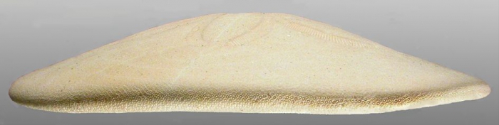 Clypeaster telurus (test, lateral) Clypeaster telurus (test, lateral)