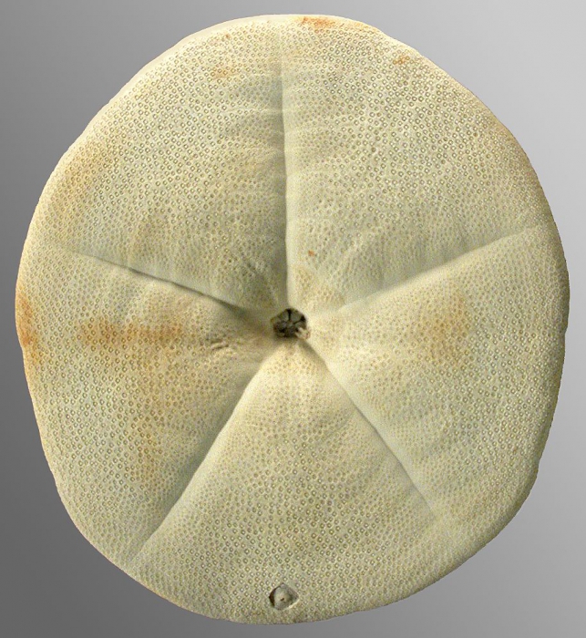 Clypeaster virescens (test, oral) Clypeaster virescens (test, oral)