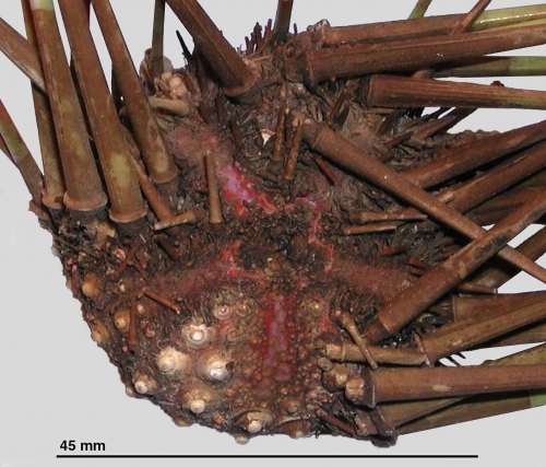 Coelopleurus australis (holotype, aboral)