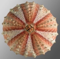 Echinodermata (echinoderms)