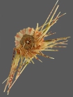 Coelopleurus granulatus (oral)