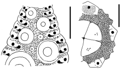 Coelopleurus granulatus (ambulacral plates + apical system)