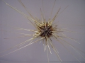 Echinodermata (echinoderms)