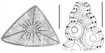 Coelopleurus (spines + ambulacral tubercles)