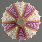 Coelopleurus exquisitus (test, aboral)