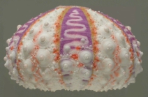 Coelopleurus exquisitus (test, lateral)