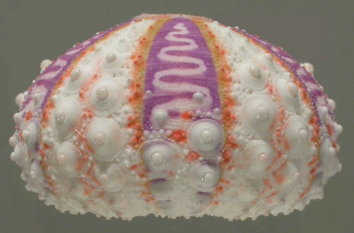 Coelopleurus exquisitus (test, lateral)