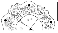 Coelopleurus undulatus (apical system)